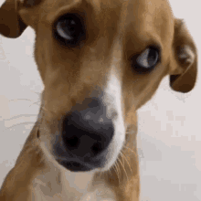 a close up of a brown and white dog 's face looking at the camera