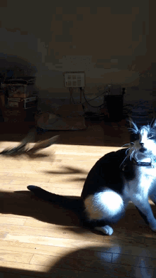 Cat Plartying Curious Cat GIF - Cat Plartying Curious Cat GIFs