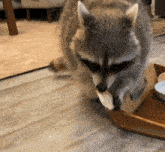 a raccoon is eating a piece of food from a tray