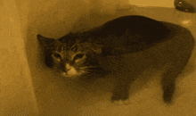 Mlem Cat GIF - Mlem Cat Underwater GIFs
