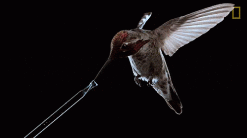 Hummingbird Water GIF - Hummingbird Water Fly - Discover & Share GIFs