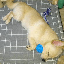 Sleeping With My Ball My Favorite Toy GIF - Sleeping With My Ball My Favorite Toy Sound Asleep GIFs