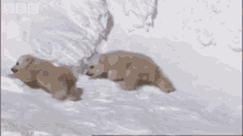 polarbear cubs firstspring slip squeal