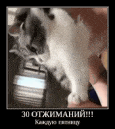 a cat is being held in a person 's hand with a foreign language written on it .