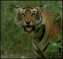 Funny Tiger GIFs | Tenor