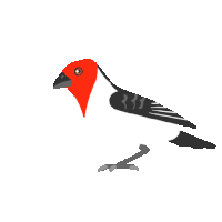 Bird Brazil Sticker