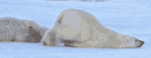 Lazy Polar Bear GIF - Lletter GIFs