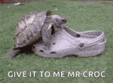 Shoes Turtle GIF - Shoes Turtle Animal GIFs