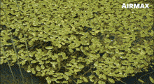 Pondweed Wipeout GIF - Pondweed Wipeout Pond GIFs