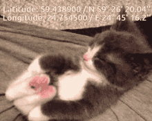 Cat Stretch Location GIF - Cat Stretch Location GIFs