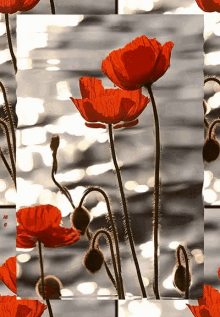 Dreamie Flowers GIF - Dreamie Flowers Water GIFs