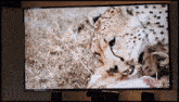 a cheetah is eating a baby lion on a television screen