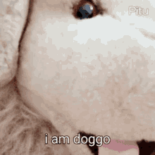 doggo dog