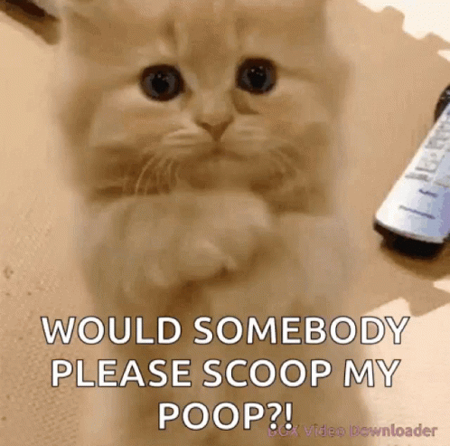 cat poop