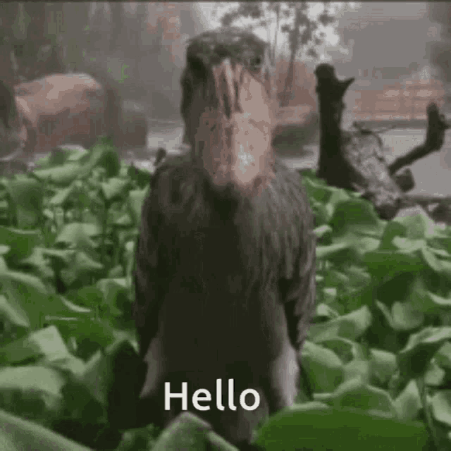 Shoe Bill Hello GIF - Shoe Bill Hello GIFs