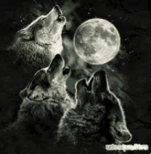 howlingatthe moon wolf moon howl