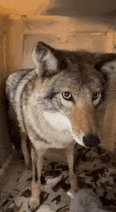 Coyote GIF - Coyote GIFs