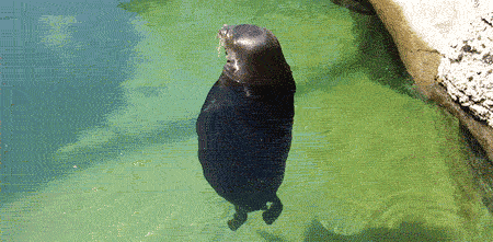 Spin Me Right Round GIF - Seal Spin Animal - Discover & Share GIFs