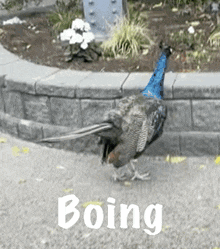 a peacock is standing on a sidewalk next to a brick wall with the word boing below it