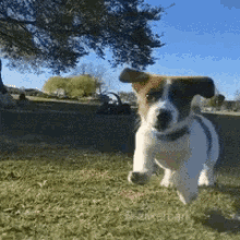 jack russell puppy running lawn field