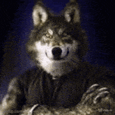 a picture of a wolf with the website imgflip.com visible