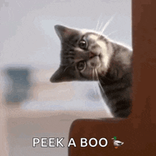 Cat Cats GIF - Cat Cats Catlovers GIFs