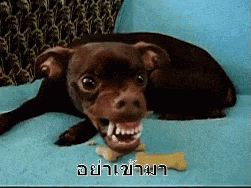หมาดุ หมาโกรธ หมาบ้า Gif - Fierce Dog Angry Dog - Discover & Share Gifs