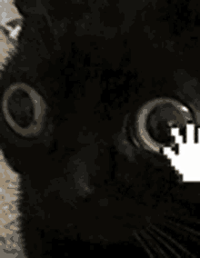 Cat Mouse Screen GIF