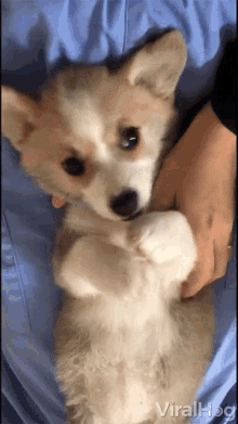 dog massage viralhog pampered relaxing feels good