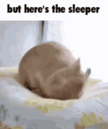 Sleeper Bunny GIF - Sleeper Sleep Bunny GIFs