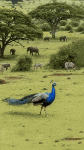 a peacock is walking in a field with elephants and zebras in the background