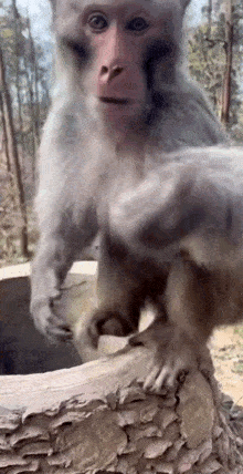 two monkeys are standing next to each other on a stone block .