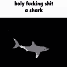 shark holy fucking shit a shark leo leo shark omg