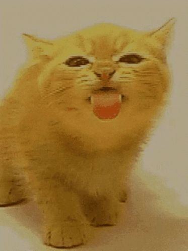 Funny Cat GIF - Funny Cat - Discover & Share GIFs