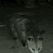 Night Possum Opossum GIF - Night Possum Opossum Possum GIFs