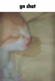 Gn Chat GIF