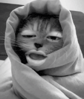 a black and white photo of a cat wrapped in a blanket with its eyes closed .