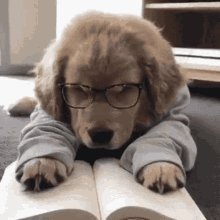 dog read bored glasses sleep