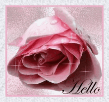 The Rose Hello GIF - The Rose Hello Pink Rose GIFs