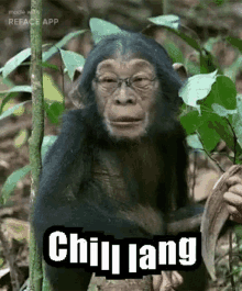 a chimpanzee wearing glasses and a hat is sitting in the jungle .