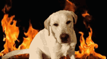 Dog Fire GIF - Dog Fire Chaos GIFs
