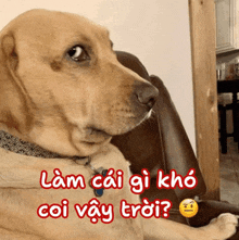 a dog is sitting in a chair with the words " làm cái gì khó coi vậy trời " on the bottom