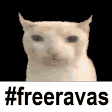 a cat with the words #freeravas on it