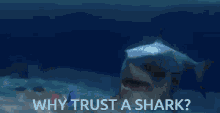 Finding Nemo Why Trust A Shark GIF - Finding Nemo Why Trust A Shark GIFs