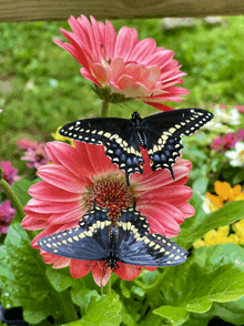 Blackswallowtailbutterflies Gerberdaisies GIF - Blackswallowtailbutterflies Gerberdaisies GIFs