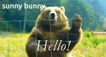 Grizzly Hello GIF