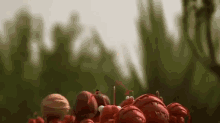 Ants At Attention GIF - Ants Teamwork Travelingroups GIFs