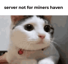 Minershaven Mhg GIF - Minershaven Mhg Cat GIFs