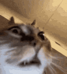 Cat Cat Shocked GIF - Cat Cat Shocked Cat Coomer GIFs