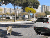 a white jeep is parked in a parking lot next to a small dog